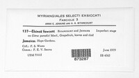 Elsinoe fawcettii image